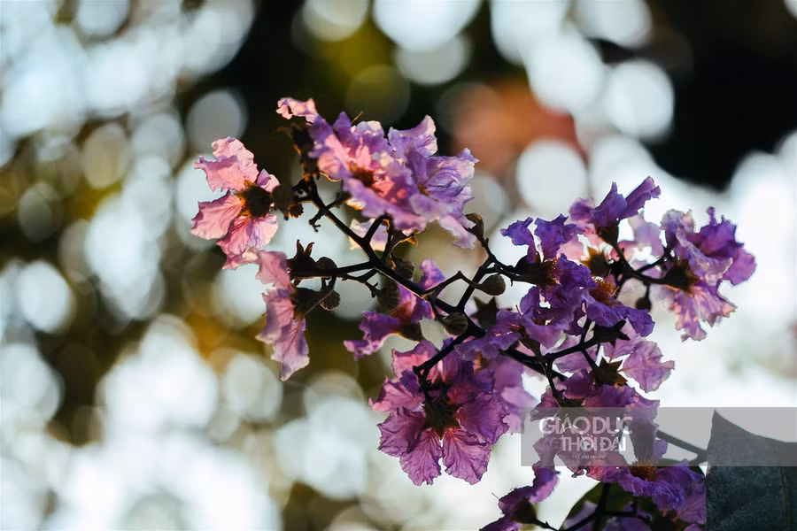 Dịu dàng hoa bằng lăng "nhuộm tím" đường phố Hà Nội ảnh 3