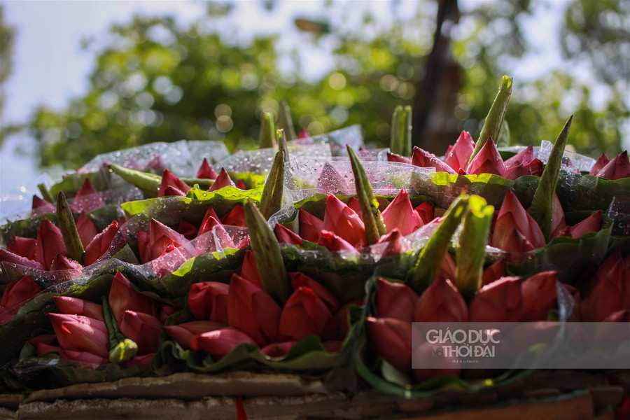 Ngẩn ngơ mùa sen trong phố ảnh 11