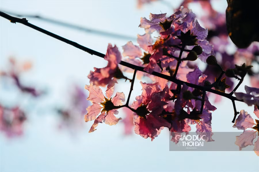 Dịu dàng hoa bằng lăng "nhuộm tím" đường phố Hà Nội ảnh 4