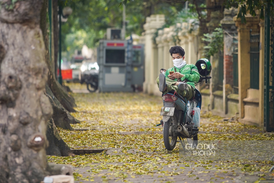 Hà thành đẹp mơ màng mùa sấu già trút lá ảnh 10