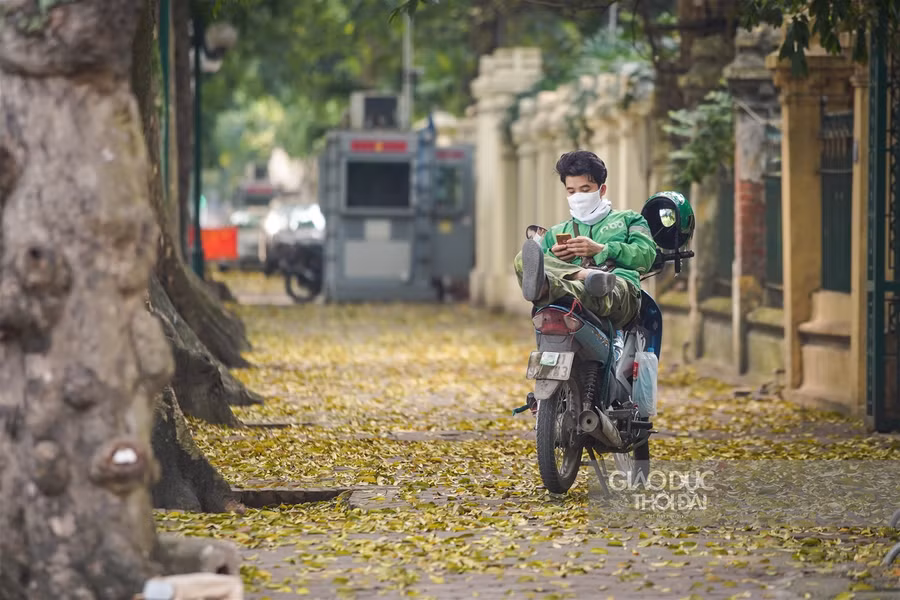 Hà thành đẹp mơ màng mùa sấu già trút lá ảnh 10