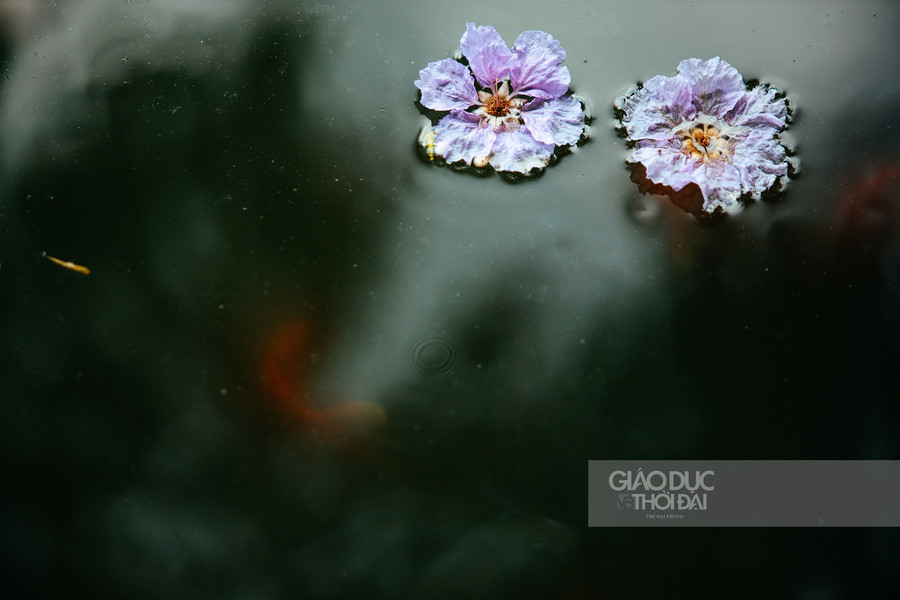 Dịu dàng hoa bằng lăng "nhuộm tím" đường phố Hà Nội ảnh 13