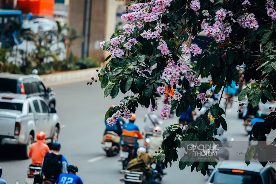 Dịu dàng hoa bằng lăng "nhuộm tím" đường phố Hà Nội