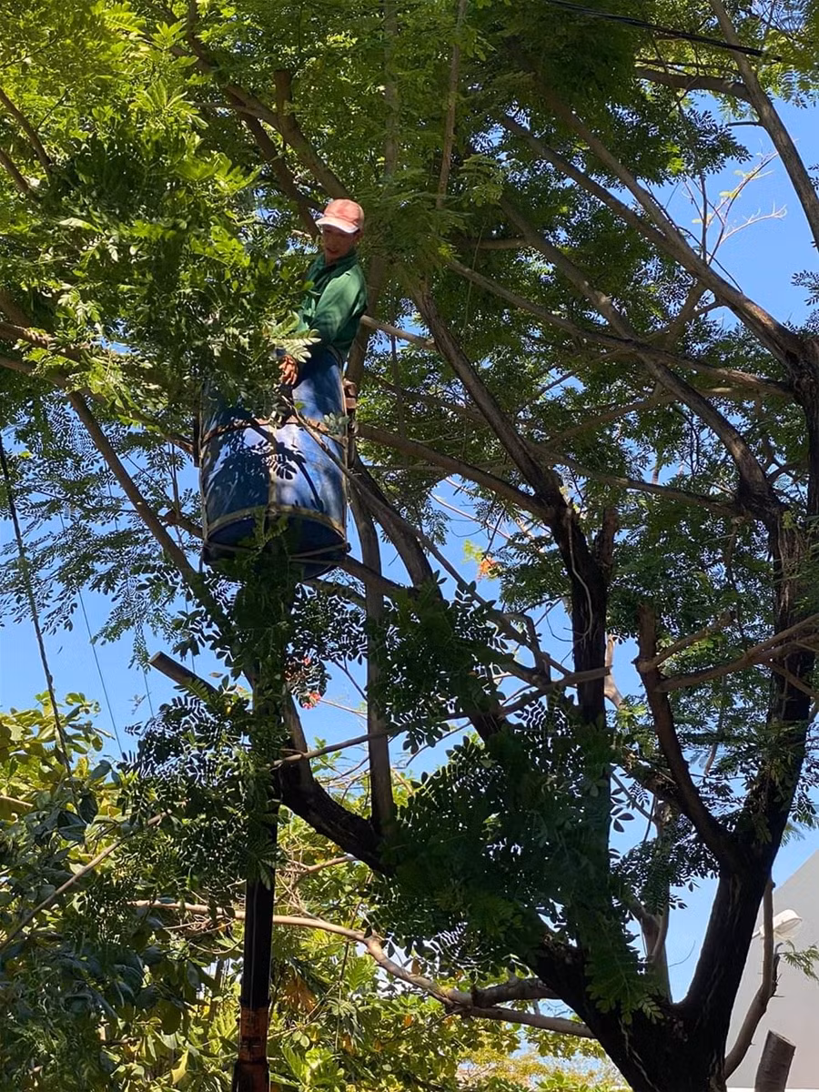 “Chống gậy” cho “cụ” phượng vĩ trong trường học ảnh 3