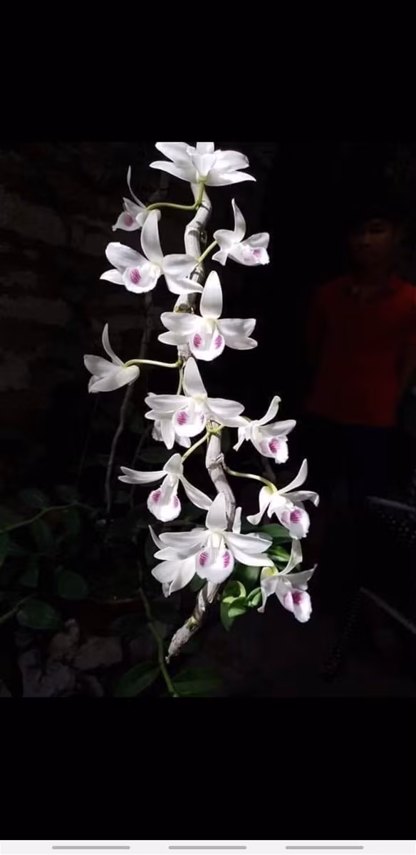 Mua bán lan đột biến hàng nghìn tỉ đồng, Cục Quản lý thị trường nói gì? ảnh 4