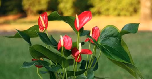 5 loại cây phong thủy mang lại tài lộc, may măn cho người mệnh Hỏa