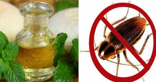 Dùng lá này bạn có thể đuổi cả một đàn gián ra khỏi nhà trong vòng 1 nốt nhạc