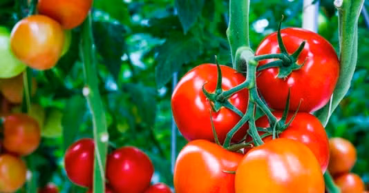 Chỉ cần nhìn vào 3 đặc điểm này biết ngay cà chua tươi ngon, chín tự nhiên