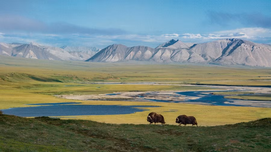 Mỹ cho khai thác dầu khí ở khu bảo tồn Bắc Cực: Có thành thảm họa môi trường? ảnh 2