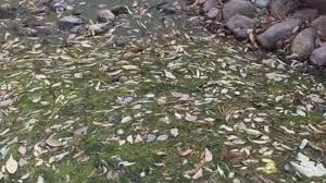 99% người nghĩ rằng đây là cảnh lá rụng kín mặt đất, bạn thì sao?