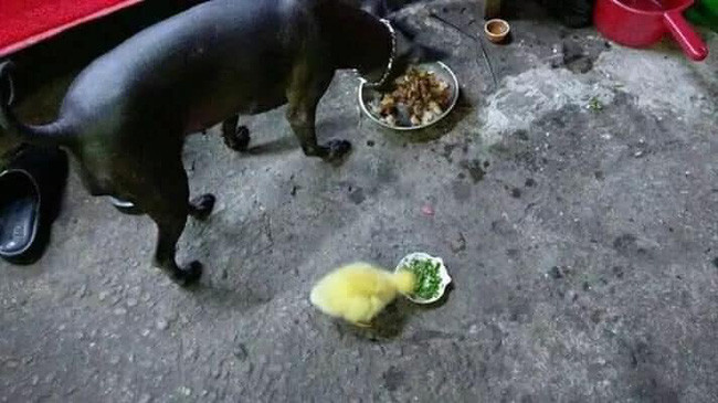 Chú vịt may mắn thoát chết, “đổi kiếp” trở thành thú cưng  Chú vịt may mắn thoát chết, “đổi kiếp” trở thành thú cưng