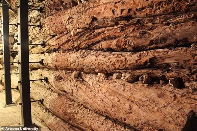 Cây thông hé lộ nguyên nhân diệt vong của nền văn minh 3.500 năm tuổi