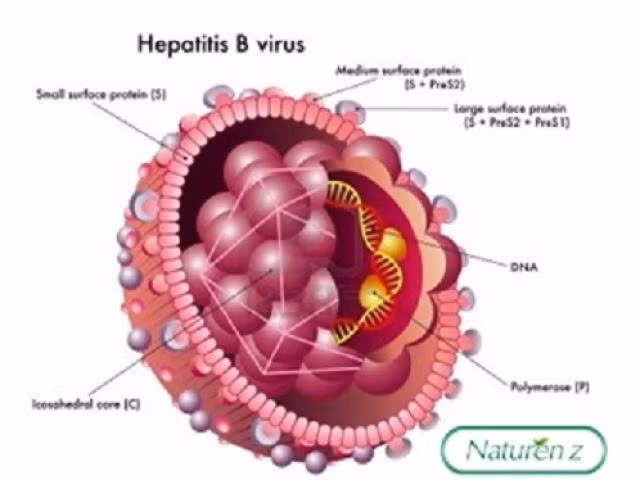 Không chủ quan với bệnh viêm gan siêu vi ảnh 1