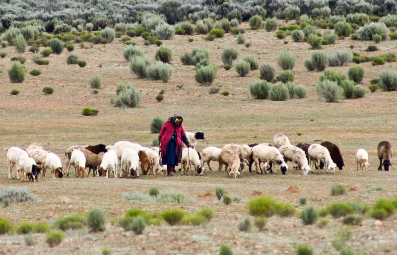 Kham phá Succulent Karoo, sa mạc đẹp nhất thế giới ảnh 3