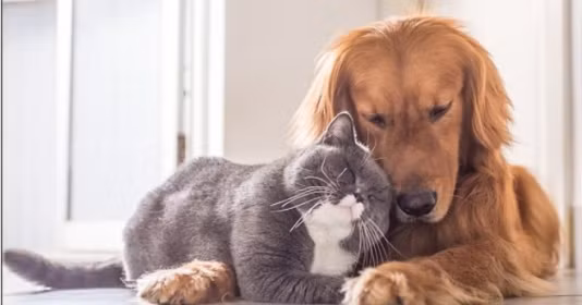 5 con vật nên nuôi trong nhà giúp hóa giải vận đen, thu hút tài lộc