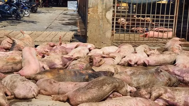 Thừa Thiên Huế: Phát hiện 86 con lợn chết bốc mùi ngay trước cửa lò mổ