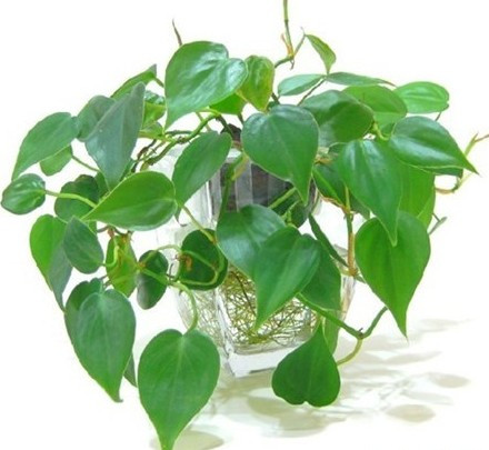 Loại cây cảnh hợp các loại mệnh, mang lại tài lộc, may mắn