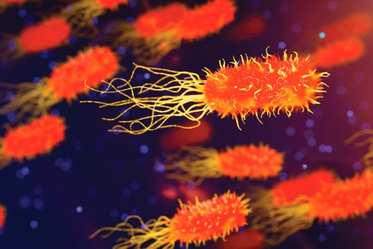 Khám phá thú vị sự sống dưới đáy đại dương ảnh 1