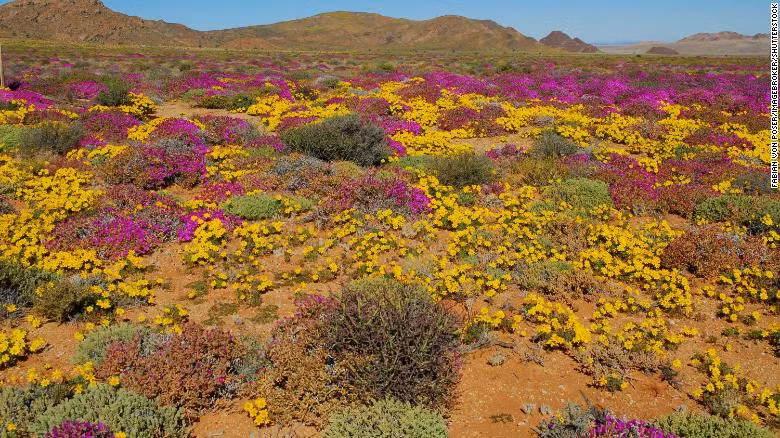 Kham phá Succulent Karoo, sa mạc đẹp nhất thế giới ảnh 1