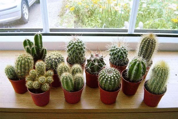 Bày những thứ này trên bàn làm việc, công việc sẽ ngày một lao đao