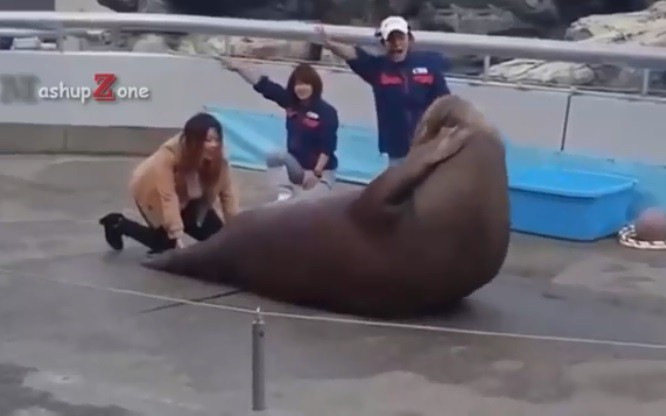 Hài hước động vật hành động như người