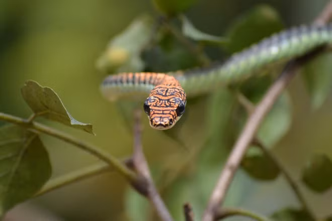 Giải đáp bí ẩn về cách loài rắn Chrysopelea bay trong không trung