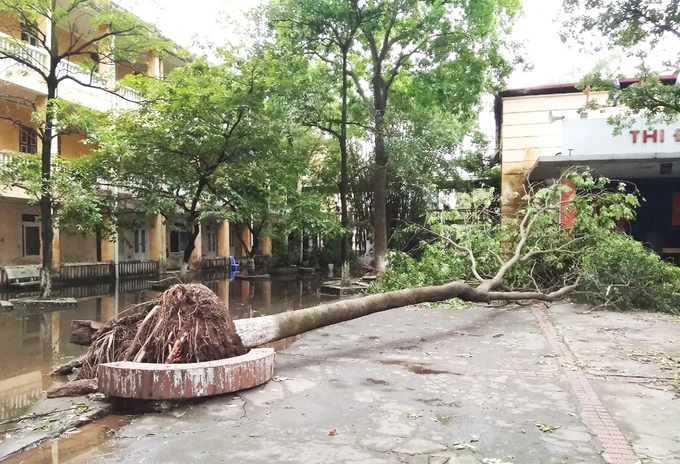 Trường học lo cây đổ