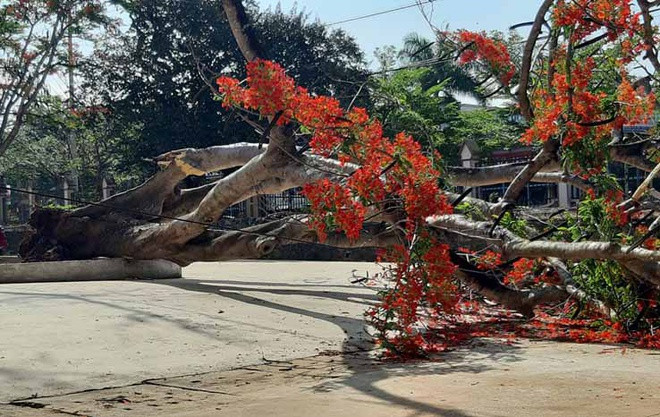 Có nhất thiết phải chặt cây phượng trong trường học?