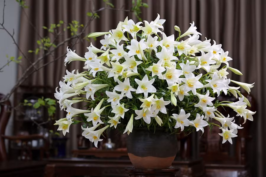 Ngẩn ngơ ngắm trăm kiểu cắm hoa loa kèn đẹp tinh khôi của chị em ảnh 6