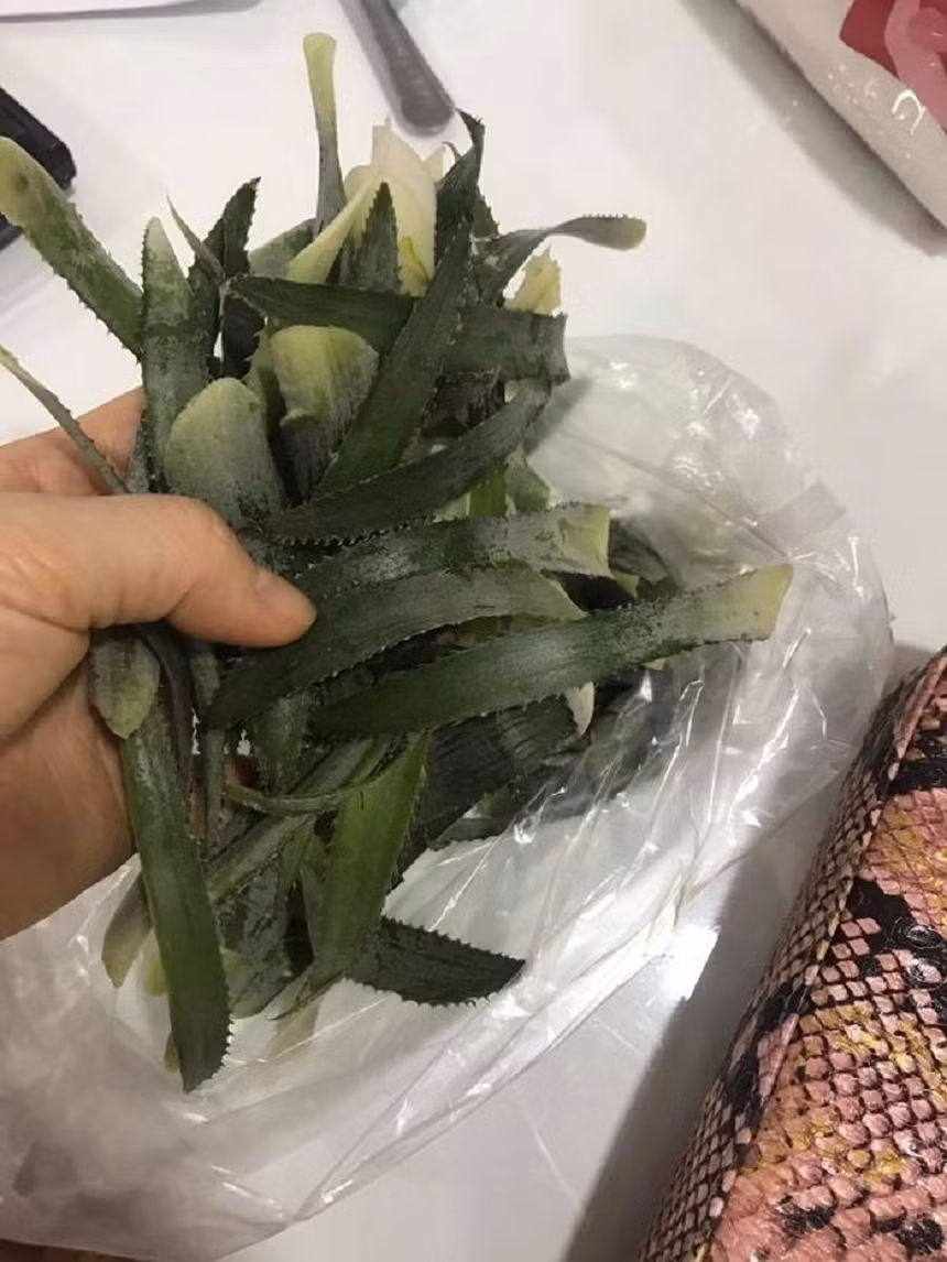 Nhờ chồng mua lá dứa về nấu ăn, vợ ngao ngán với màn nhầm lẫn bi hài ảnh 1