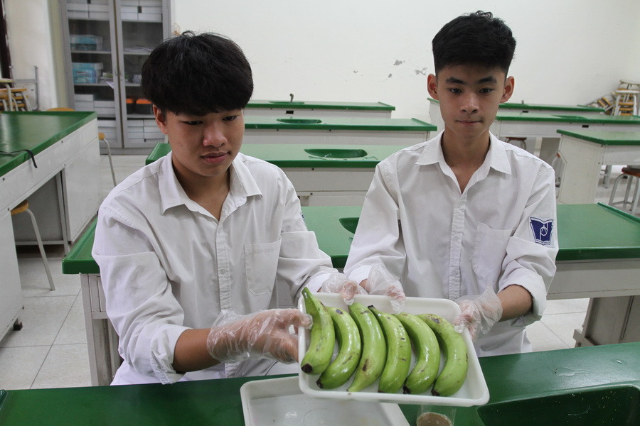 Học sinh Hà Nội dự định khởi nghiệp từ quả chuối ảnh 3