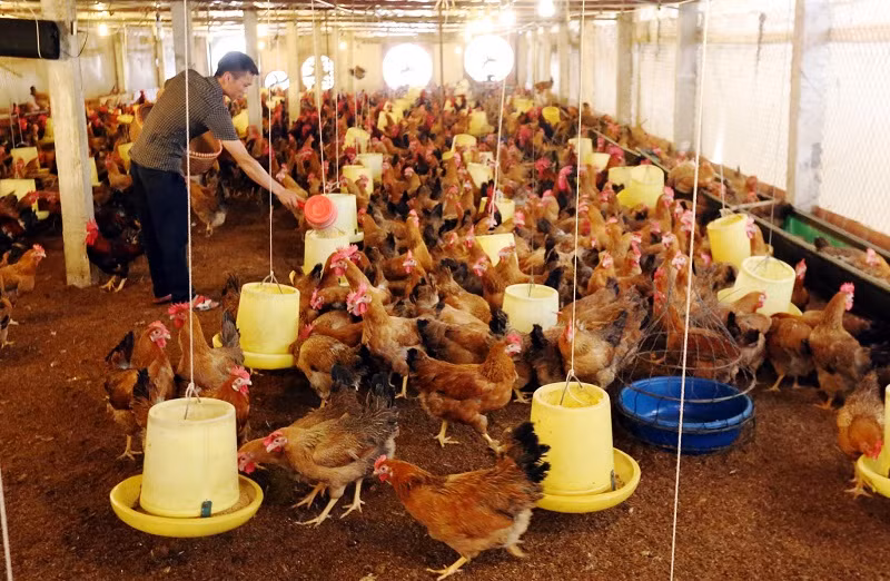 Thái Nguyên: Lao động nông thôn thoát nghèo từ Đề án 1956