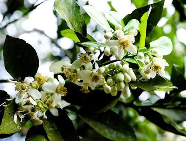 Những công dụng tuyệt vời của hoa bưởi