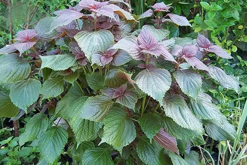 Cách làm trắng da nõn nà từ nắm lá tía tô