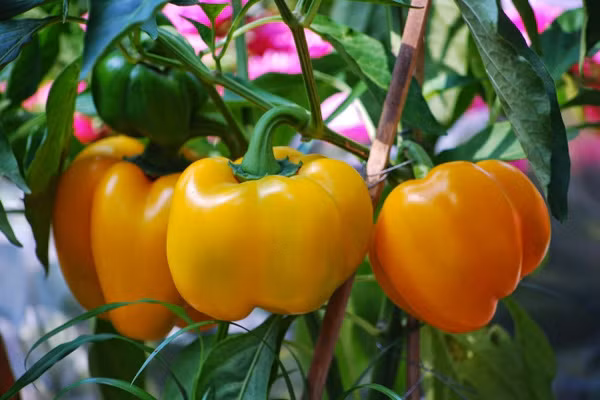 Những thực phẩm nhiều vitamin C hơn cả cam, chanh