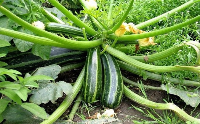 9 loại thực phẩm tuyệt vời giúp giải nhiệt hiệu quả khi hè đến ảnh 4 9 loại thực phẩm tuyệt vời giúp giải nhiệt hiệu quả khi hè đến ảnh 4