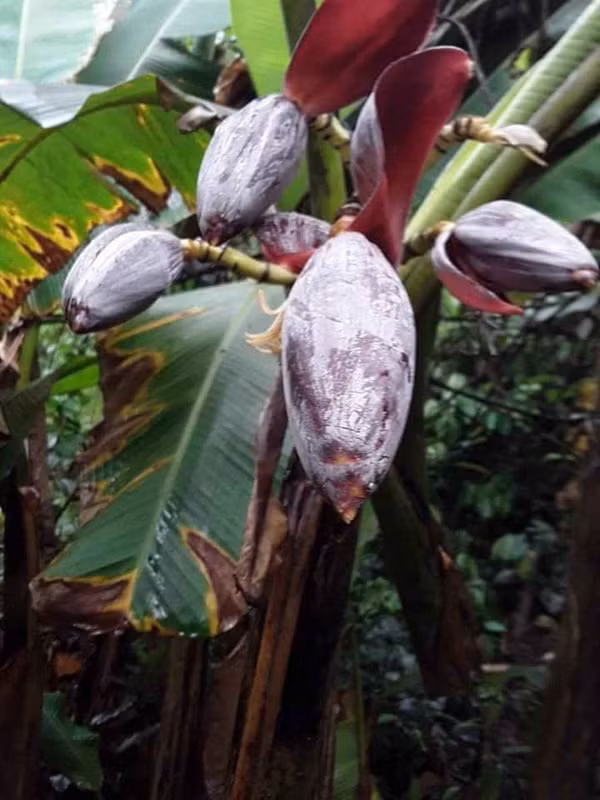 Hình ảnh cây su hào đặc biệt, củ mọc sai trĩu như cây ăn quả khiến dân mạng cực bất ngờ ảnh 3