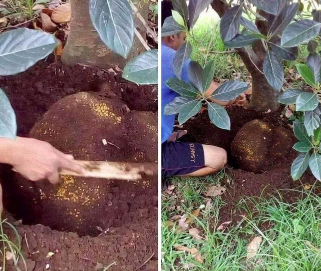 Hình ảnh cây su hào đặc biệt, củ mọc sai trĩu như cây ăn quả khiến dân mạng cực bất ngờ ảnh 2 Hình ảnh cây su hào đặc biệt, củ mọc sai trĩu như cây ăn quả khiến dân mạng cực bất ngờ ảnh 2