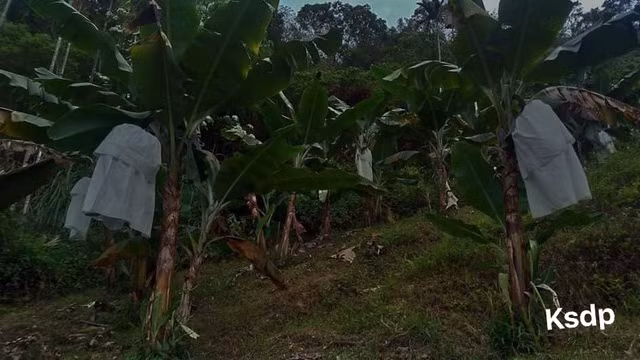 Tài xế dựng tóc gáy khi thấy hình ảnh "kinh dị" trong vườn chuối ven đường