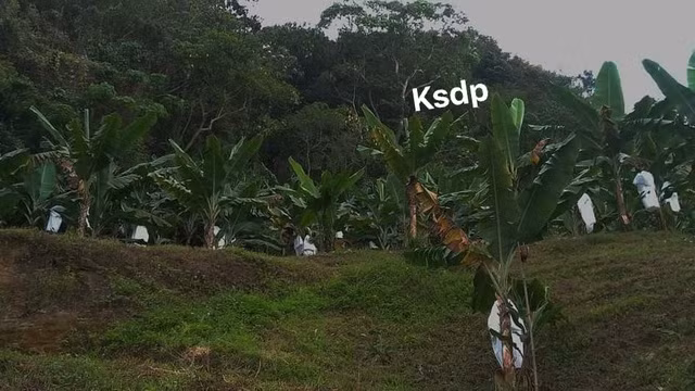 Tài xế dựng tóc gáy khi thấy hình ảnh "kinh dị" trong vườn chuối ven đường ảnh 3