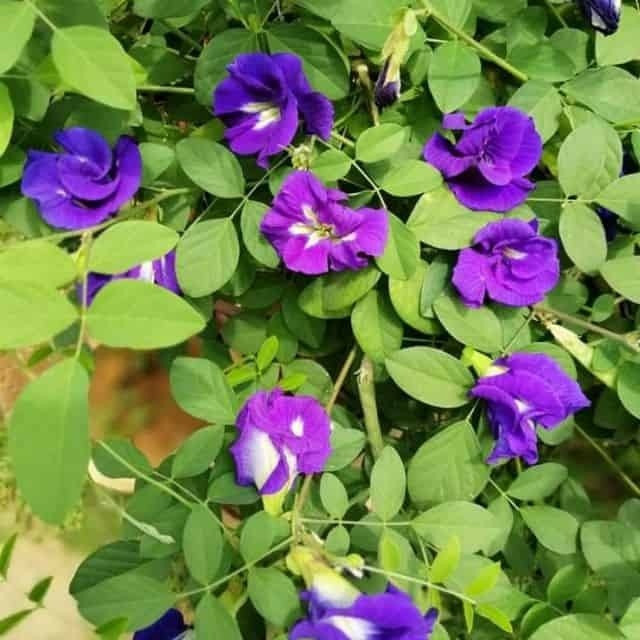 Những nguyên liệu rẻ như cho giúp tóc rụng tả tơi cũng suôn mềm, dày mượt ảnh 3 Những nguyên liệu rẻ như cho giúp tóc rụng tả tơi cũng suôn mềm, dày mượt ảnh 3