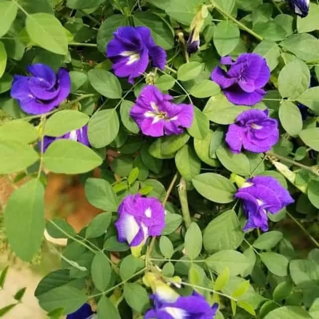 Những nguyên liệu rẻ như cho giúp tóc rụng tả tơi cũng suôn mềm, dày mượt ảnh 3