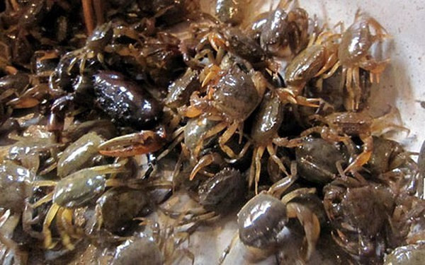 Ăn canh cua đồng với những thực phẩm này dễ gây ngộ độc ảnh 5 Ăn canh cua đồng với những thực phẩm này dễ gây ngộ độc ảnh 5