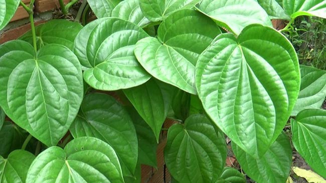 Cách trị hôi chân vĩnh viễn chỉ bằng nguyên liệu tự nhiên ảnh 4 Cách trị hôi chân vĩnh viễn chỉ bằng nguyên liệu tự nhiên ảnh 4