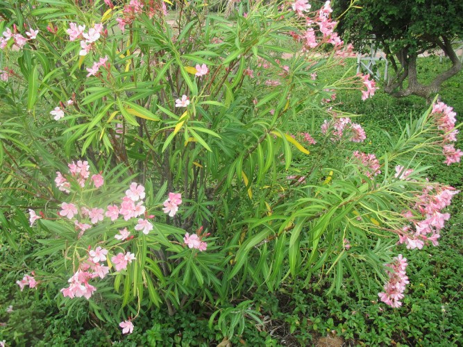 Cây trổ hoa đẹp thơm dẫu ích lợi nhưng...độc hại: Chiều nay nhớ ngọn trúc đào ảnh 1