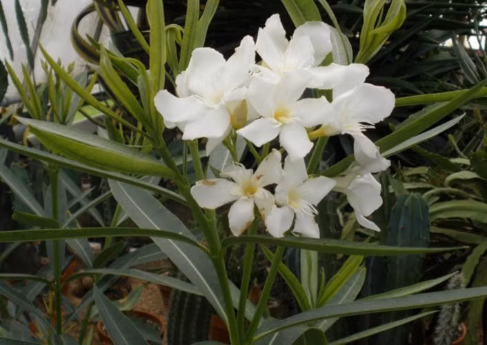 Cây trổ hoa đẹp thơm dẫu ích lợi nhưng...độc hại: Chiều nay nhớ ngọn trúc đào