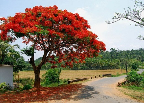 Lỗi không ở “Phượng”