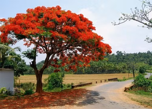 Lỗi không ở “Phượng”