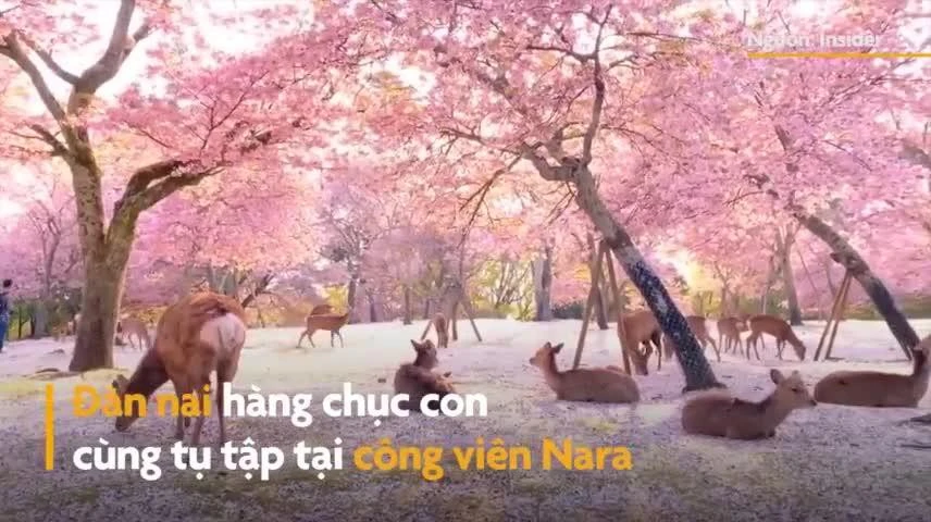 Cảnh tượng chưa từng thấy trong công viên Nara ở Nhật