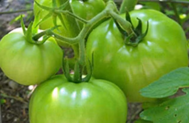 4 sai lầm khi ăn cà chua khiến bạn dễ bị ngộ độc ảnh 1